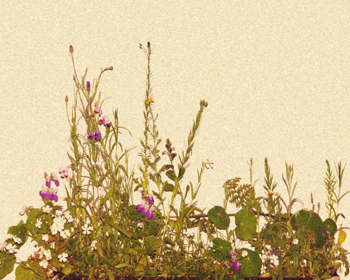 Peter Freitag - Self Portraits -- "Rasenstück #01"