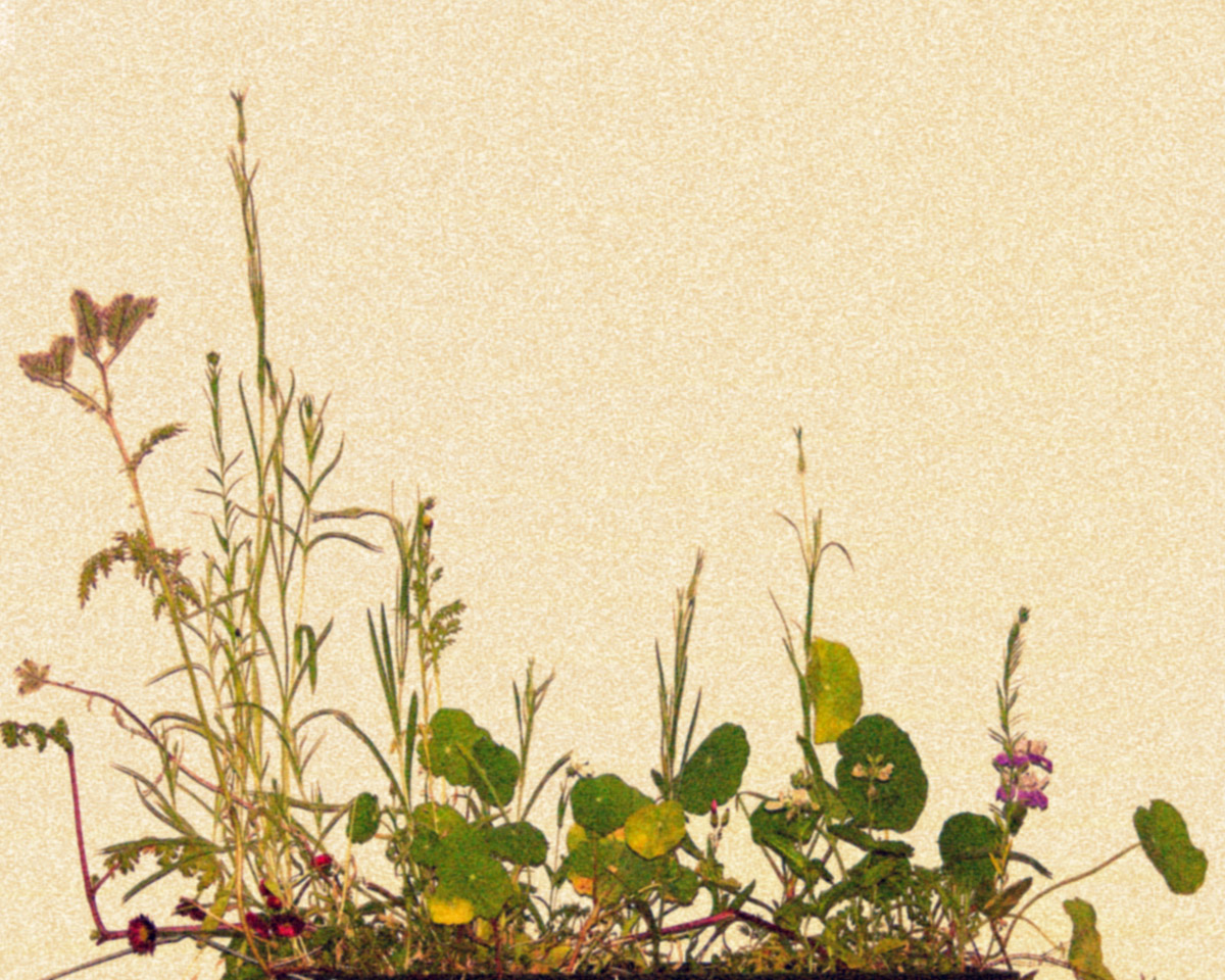 Peter Freitag - Self Portraits -- "Rasenstück #02"