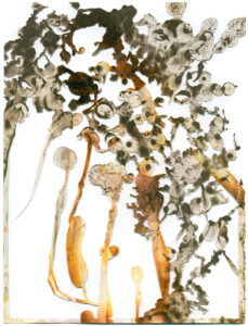 Peter Freitag - BLATTFORMER -- "Pollenflug"