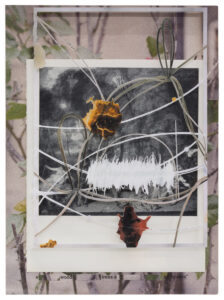 Peter Freitag - shocked I had no idea -- "It-s Wood Trees And Flowers"